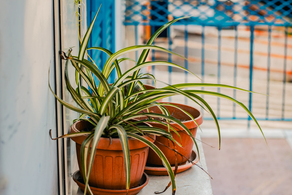 Vasi e piante sul balcone foto di Salvatore Manfellotto